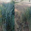 Es preveu una disminució de la producció en la collita d’enguany